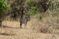  im Tarangiere Nationalpark