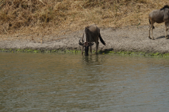 Ein Gnu am Wasserloch  im Tarangiere Nationalpark