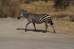 Zebra  im Tarangiere Nationalpark
