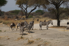  im Tarangiere Nationalpark