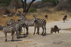 Zebras im Tarangiere Nationalpark