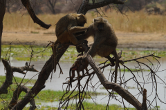 Affen  im Tarangiere Nationalpark