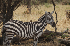 Zebra  im Tarangiere Nationalpark