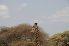 Eine Giraffe  im Tarangiere Nationalpark